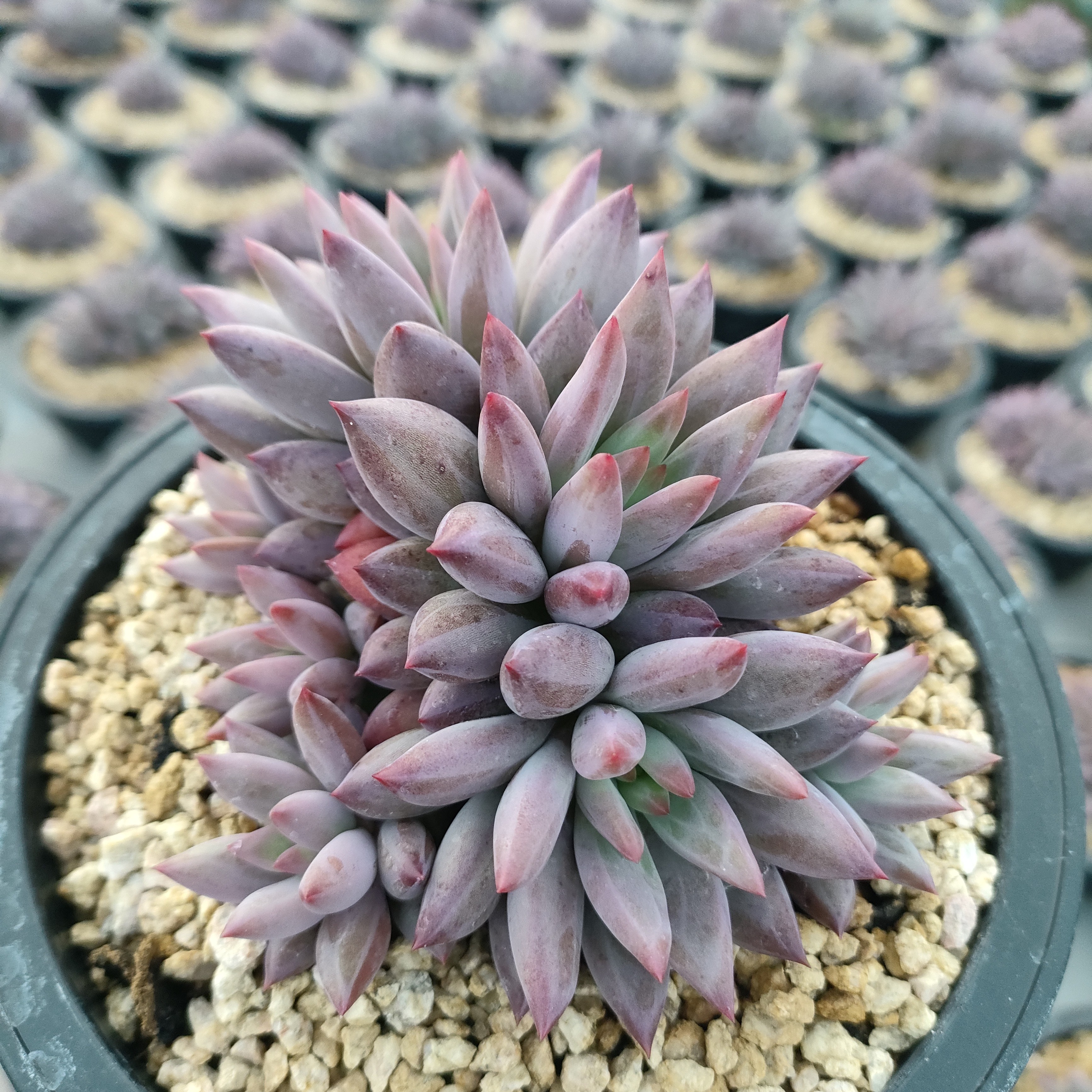 虞美人3头起发多肉植物