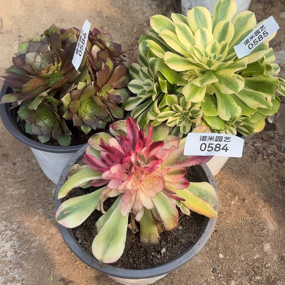 倾城新尼亚红魔多肉植物584-85-86