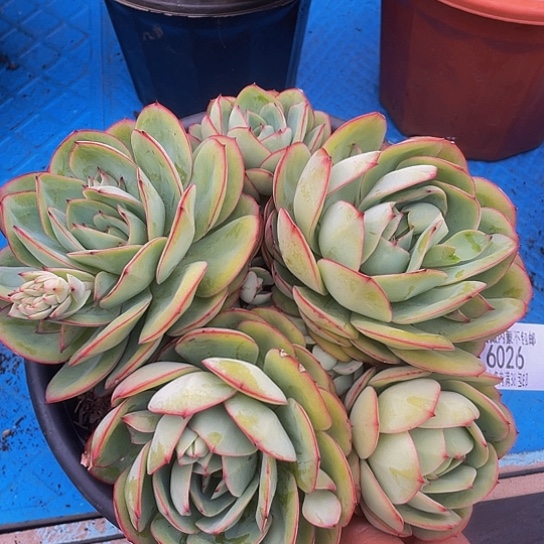 微*牡丹亭6026多肉