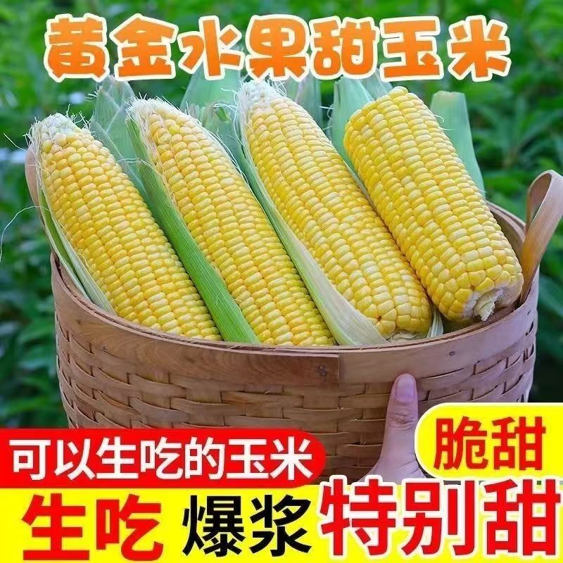 湖北金银双色水果玉米新鲜现摘甜脆可生吃低脂蔬菜早餐鲜玉米