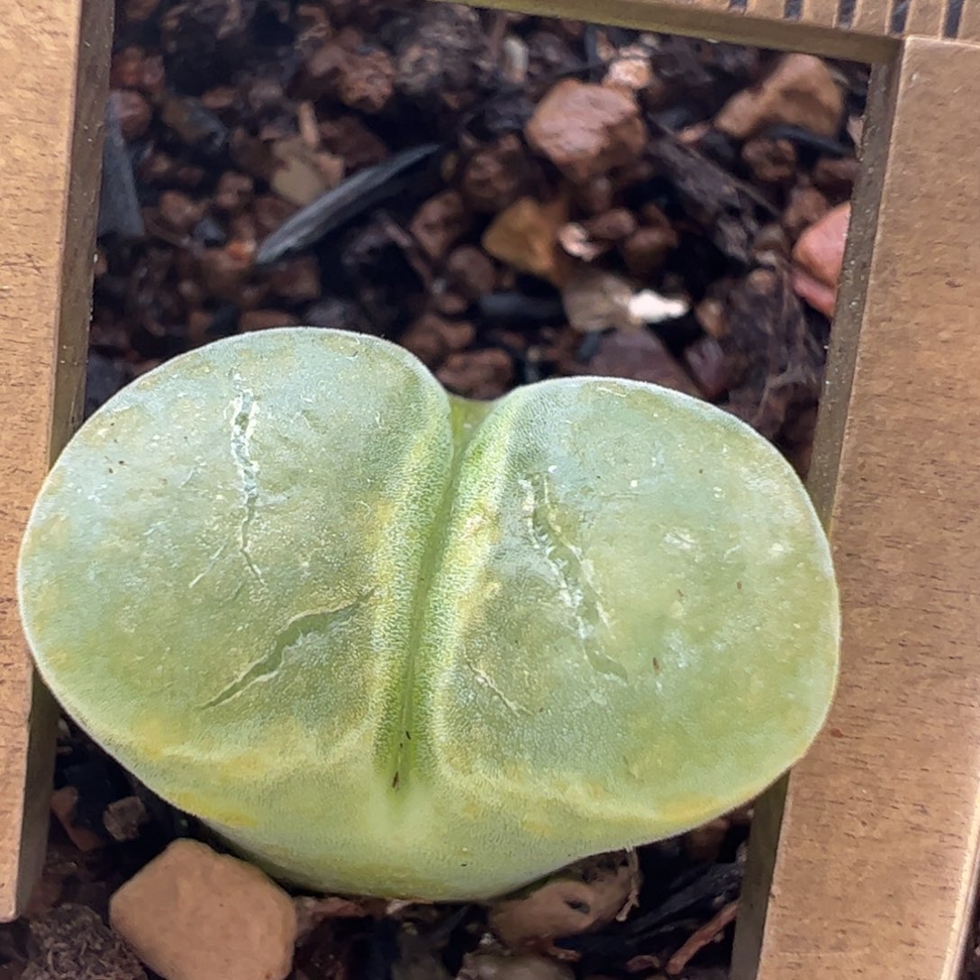 天鹅绒极窗带盆多肉植物