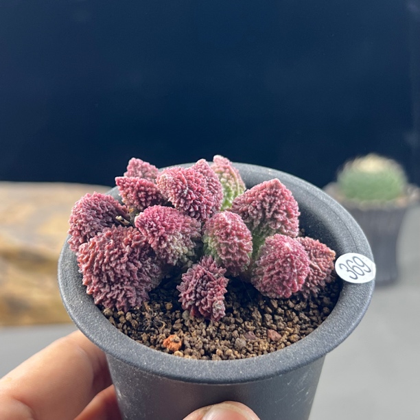 朱紫玉多肉植物一物一拍369