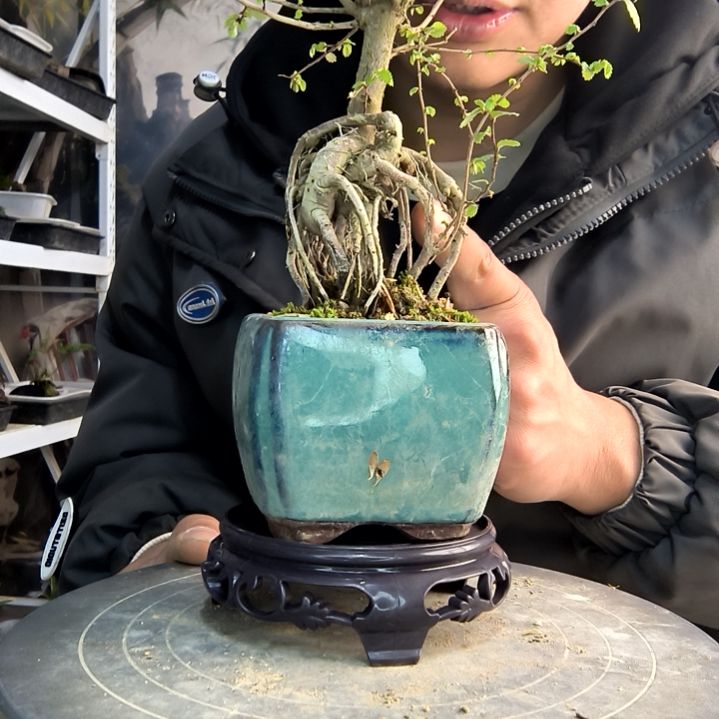 我**康小盆景小植物一物一拍51