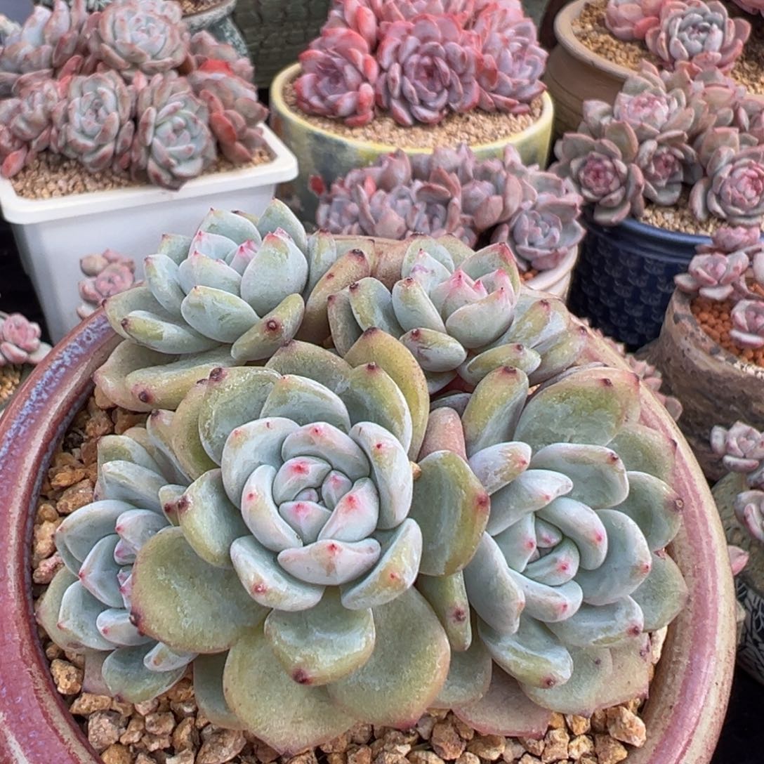 新年快乐 新年快乐