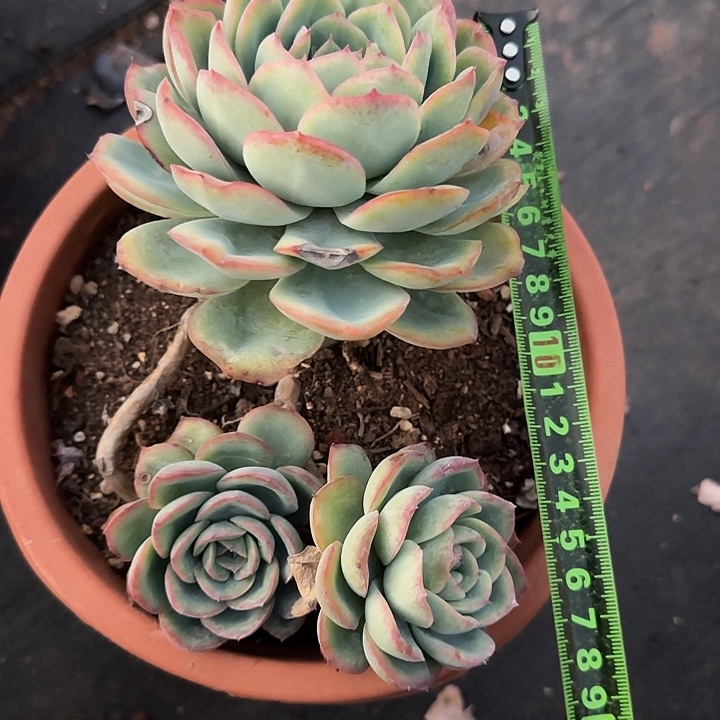 晨露171 多肉植物一物一拍