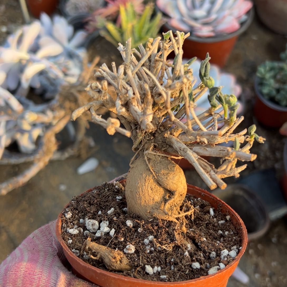 儿女植物植物中央音乐学院