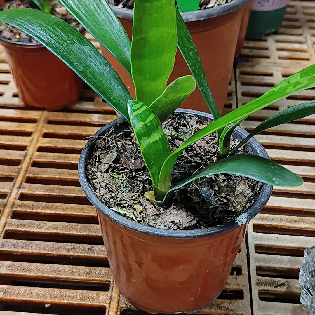 完全开放君子兰默认寄养阳光家人