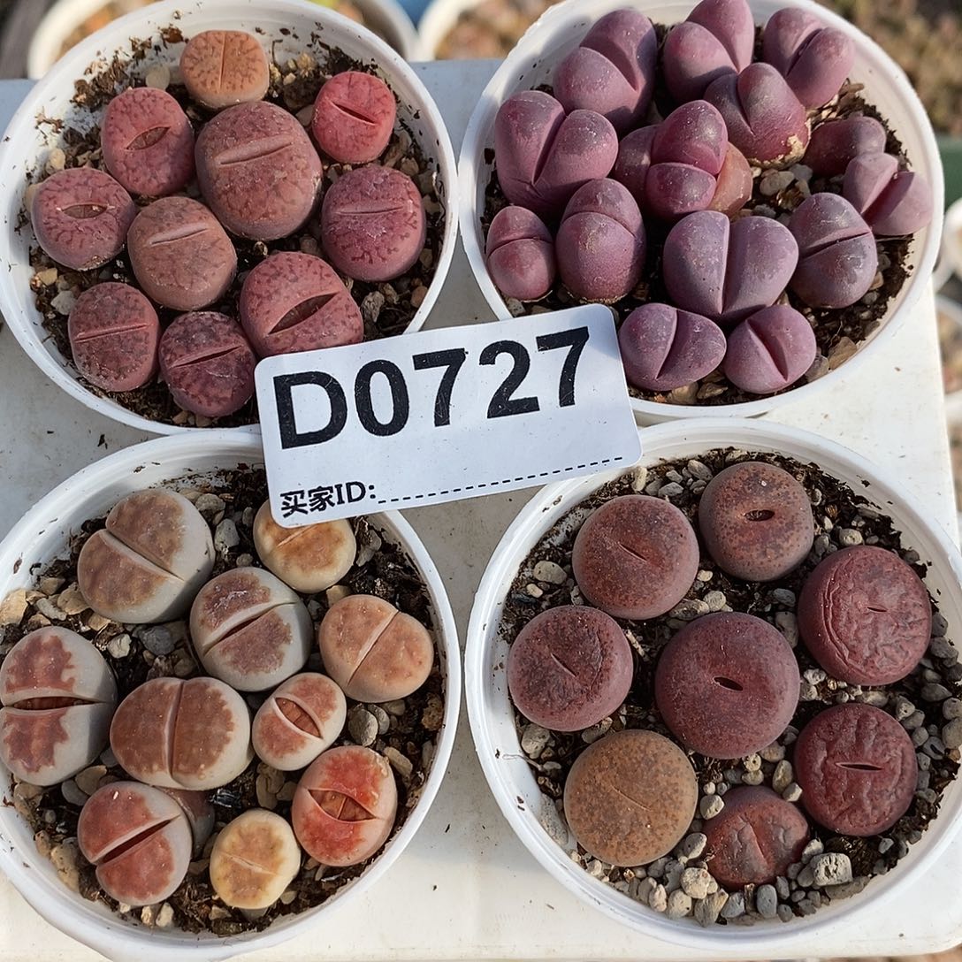 0727直播间一物一拍