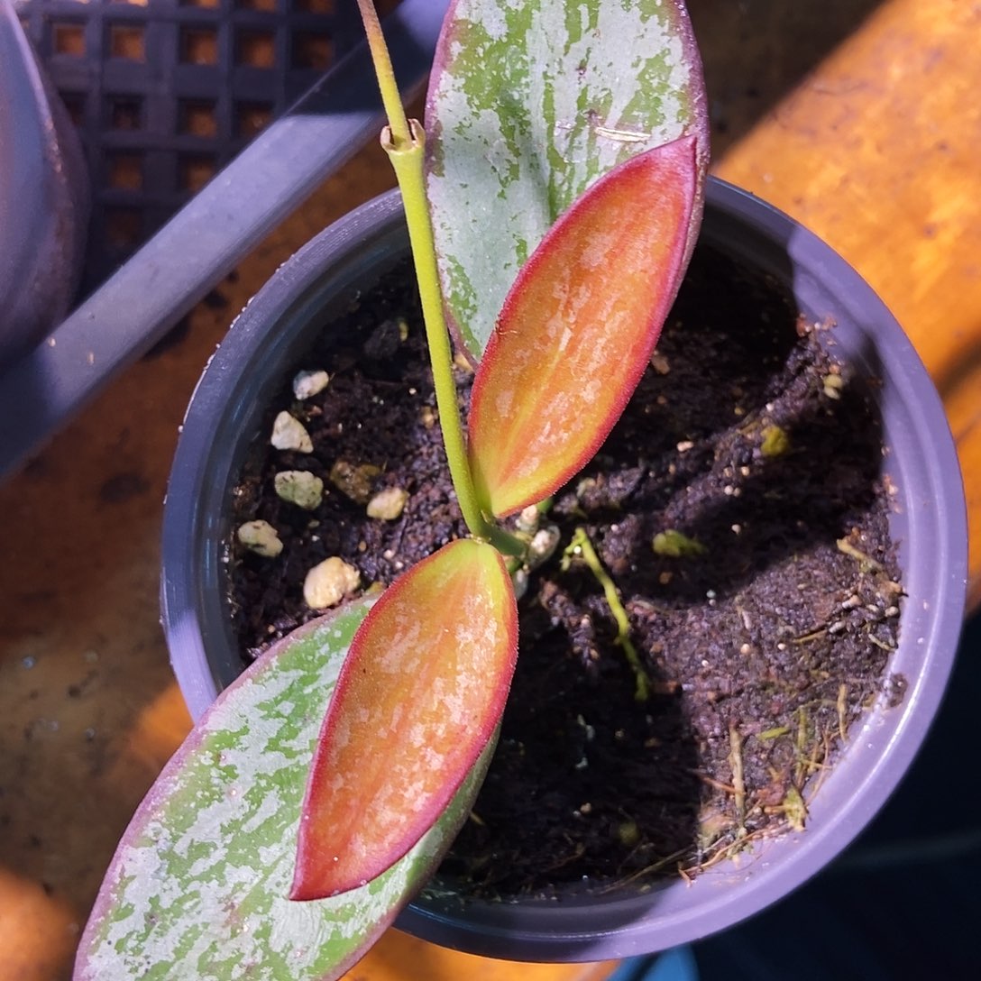 完全开放科琳娜球兰微叶损199