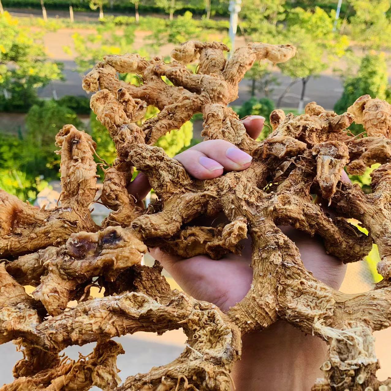  【八妹推荐】盘姜     山货。