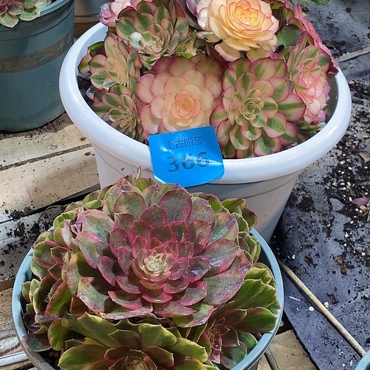懒***~上古园艺多肉植物366