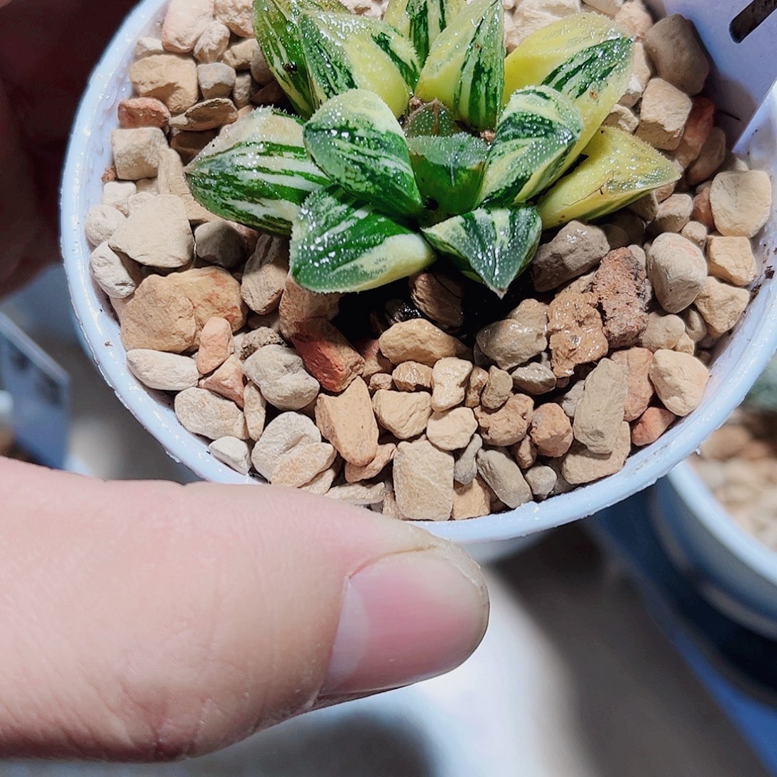 好看的哦磨面寿锦