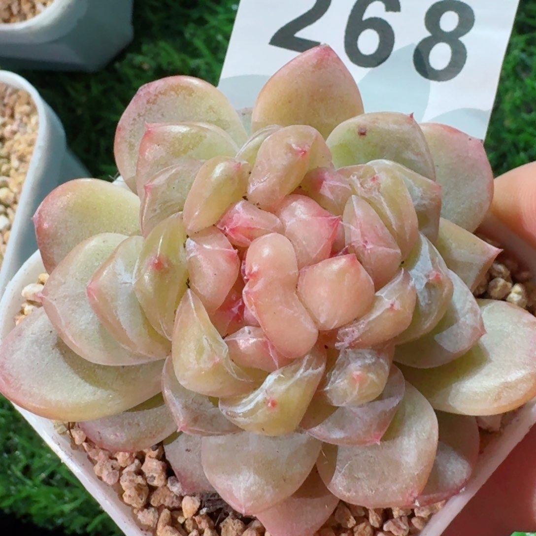 双心石化         精品多肉