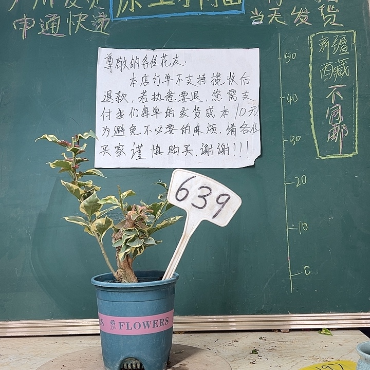 完全开放蓝月亮坨坨有破皮 小树头639