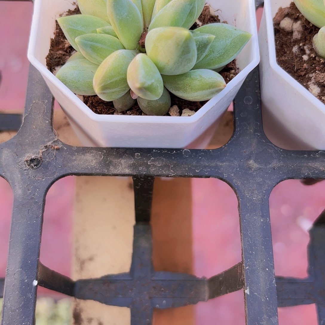 精品重楼多肉植物