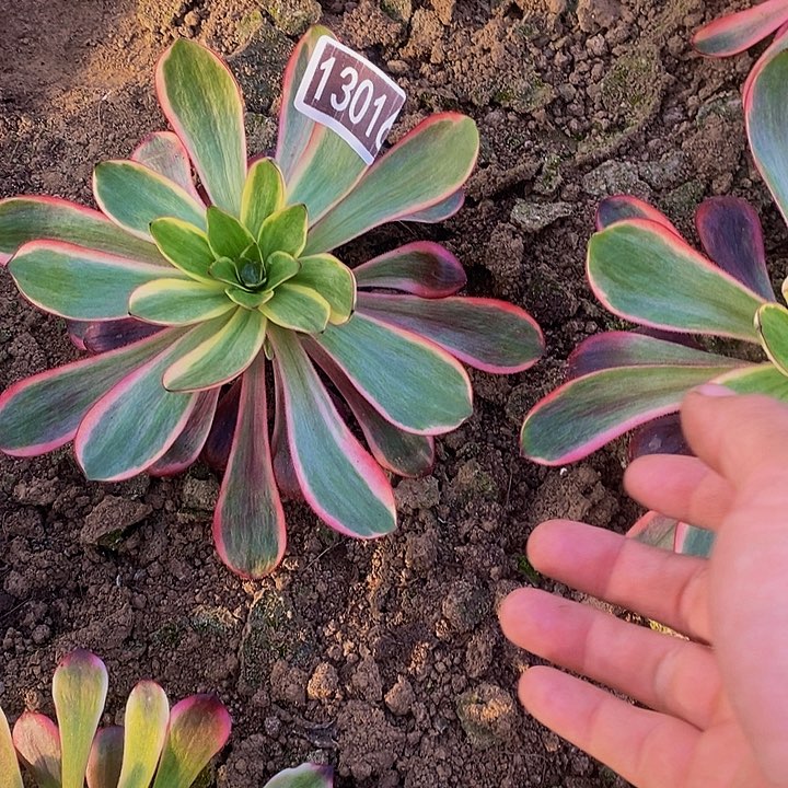 13016号红魔女法师多肉