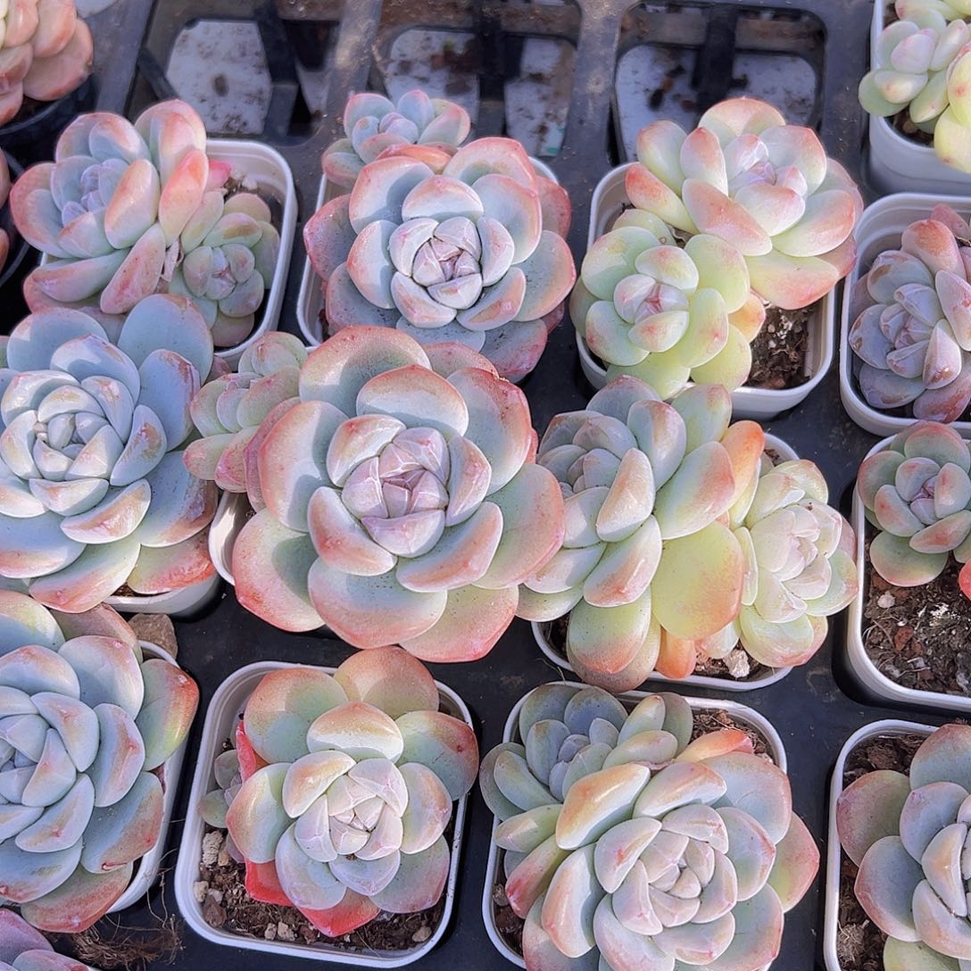 紫心冰玉2盆混发19包邮