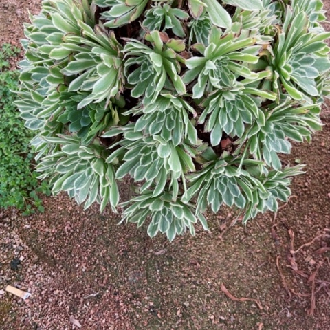 绞*机多肉植物碧浪锦，