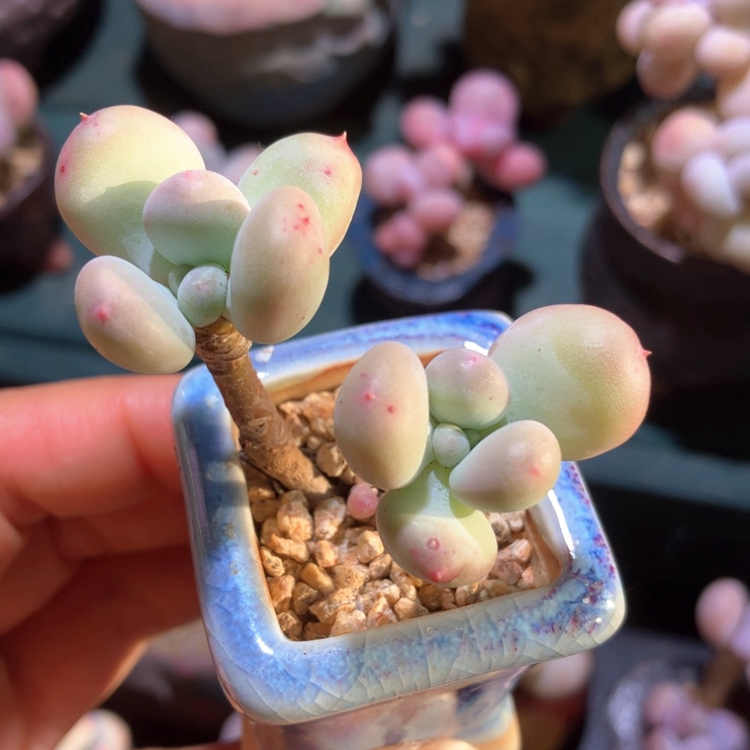 双头萤火虫带崽小老桩