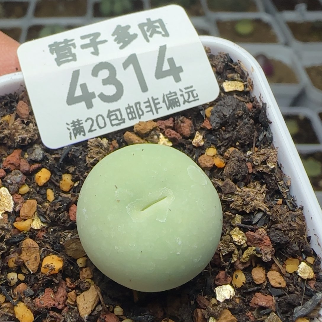 鸽子蛋1.9➕脱土。          