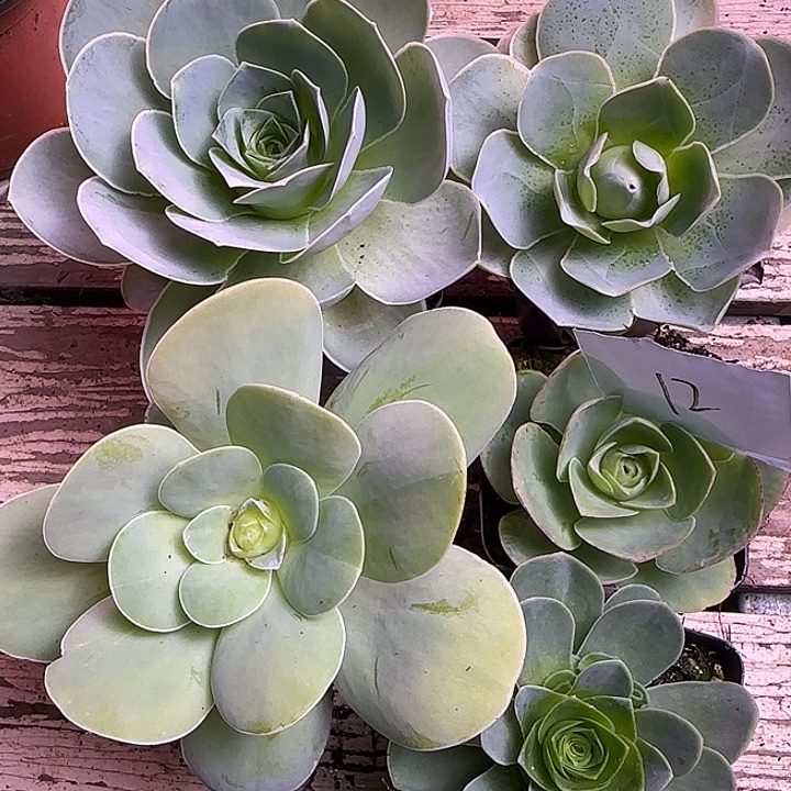 山地玫瑰一物一拍带盆发12号