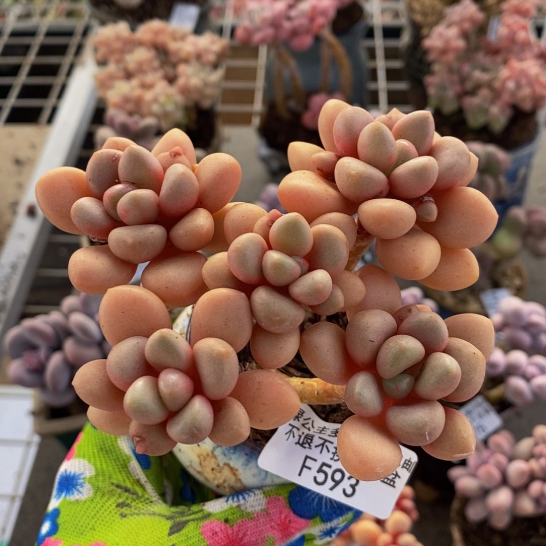 先锋派593/9cm多肉