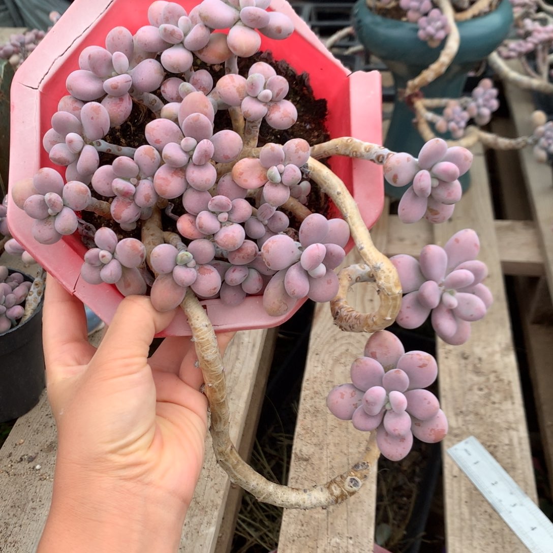 桃蛋老桩不带盆13号