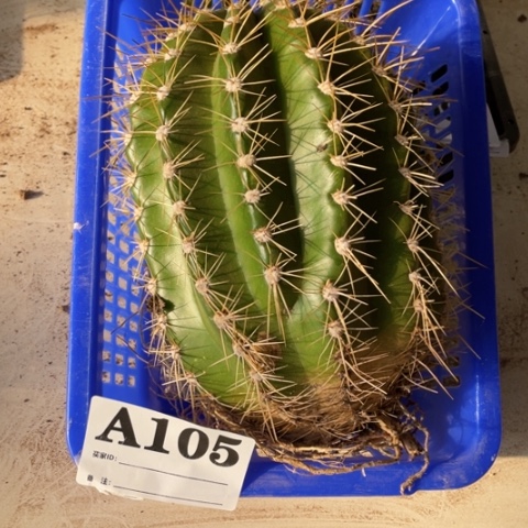 品种苗毛花柱a 105