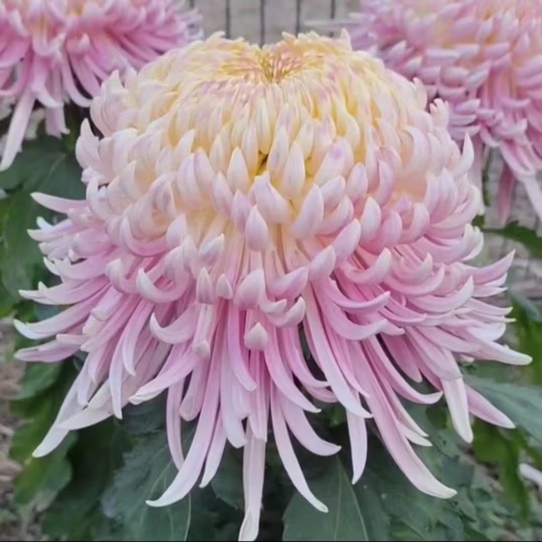 【盘龙宝翊】九月大菊花  多年生 富贵菊  牡丹菊
