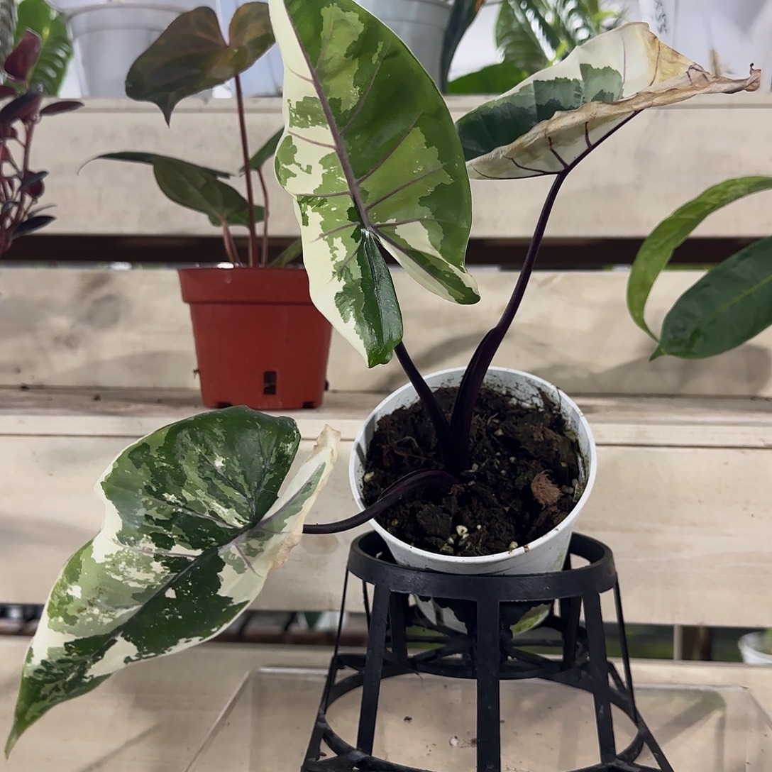 无花朵紫脉海芋锦