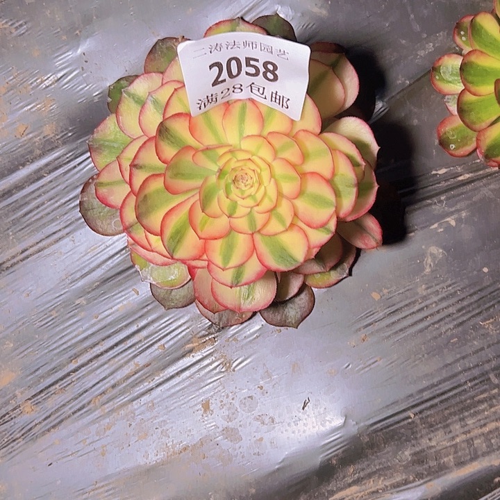 2058荔枝多肉植物2号