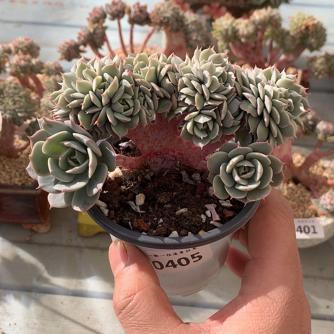 405雪域蓝巴黎多肉朵朵缀小树一颗12厘米