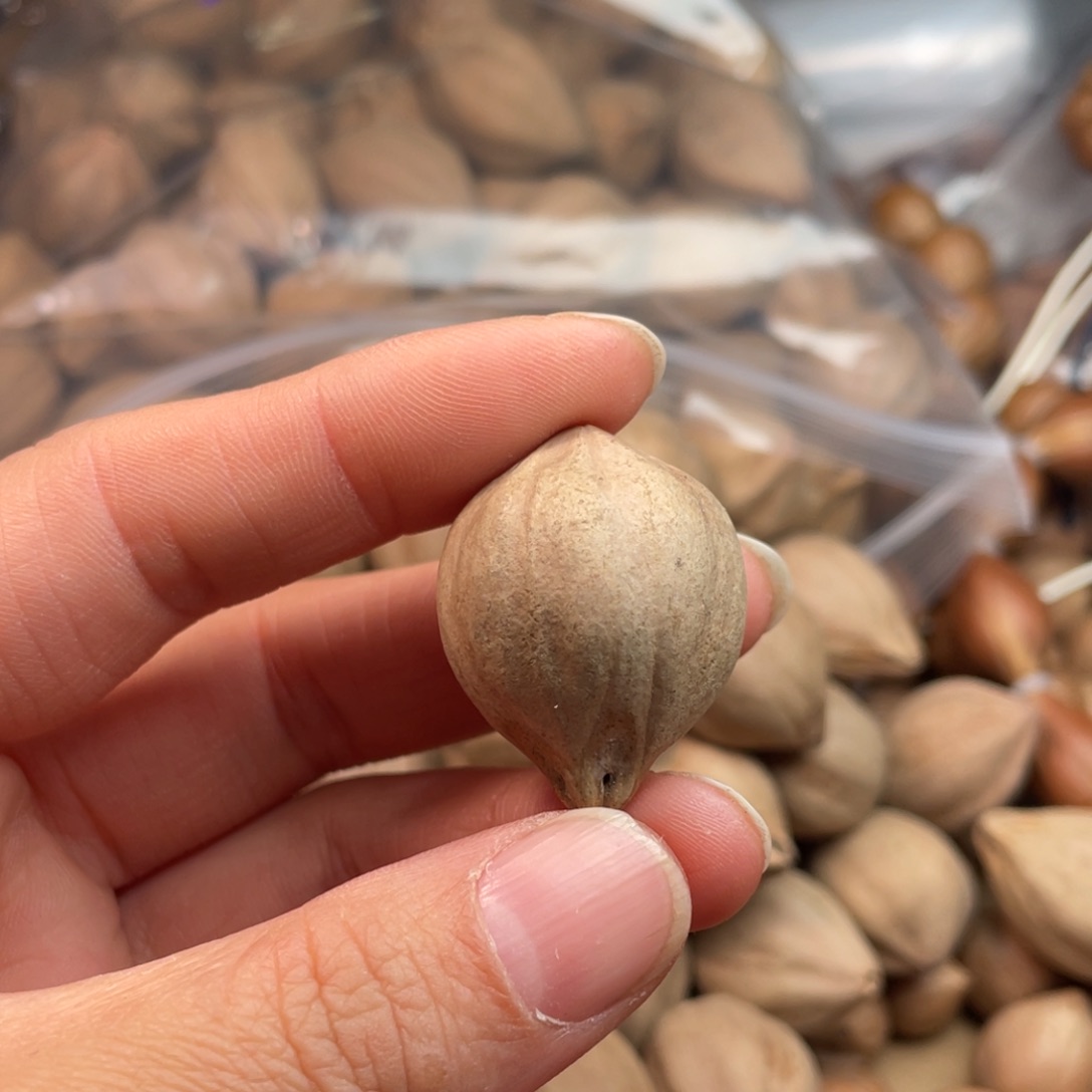 小***饰橄榄核手串/手链半斤260克短胖的