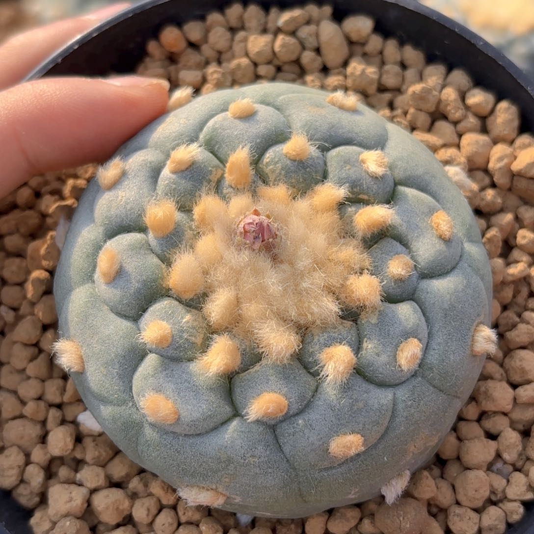 G827g g g g g g g g