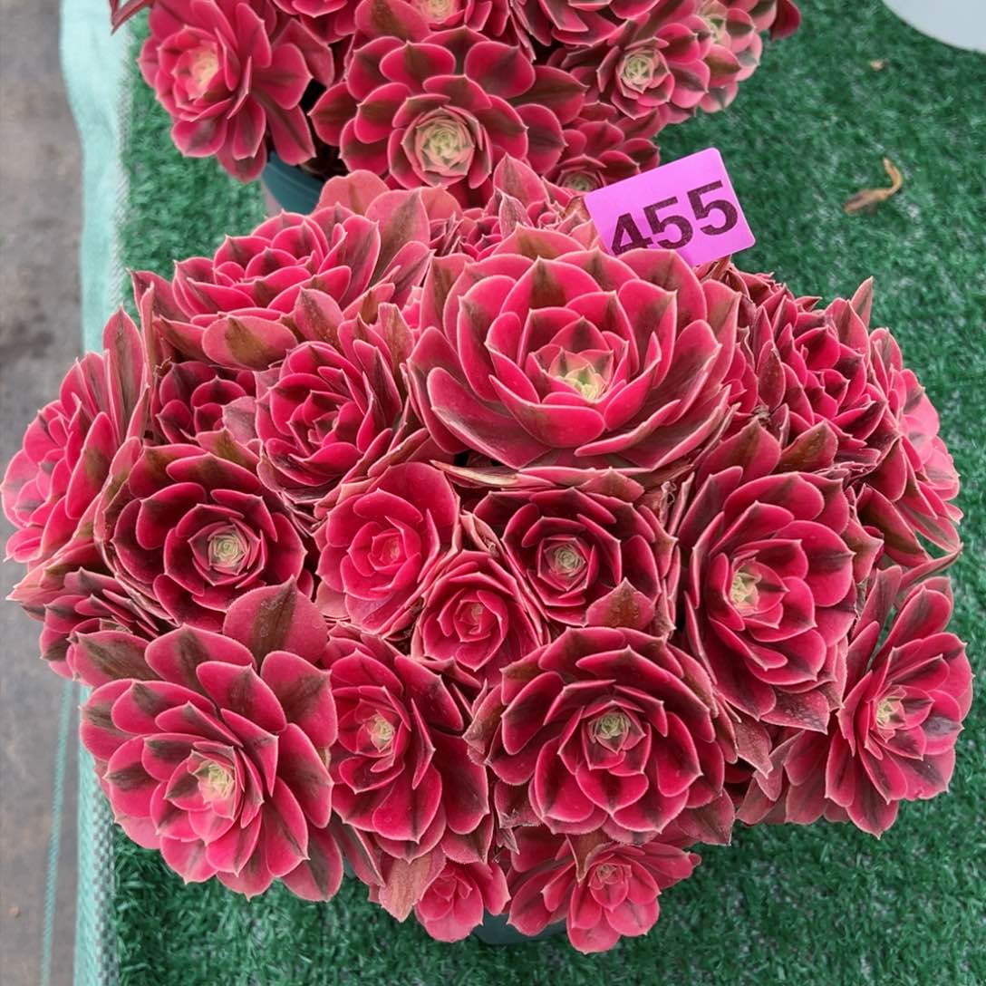 455粉女巫法师多肉植物