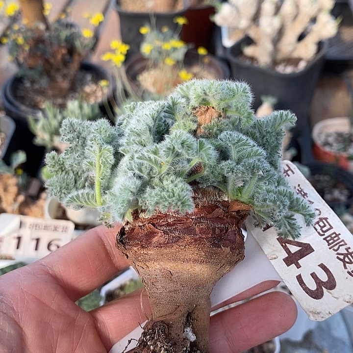 143羽叶洋葵大单头4.5公分