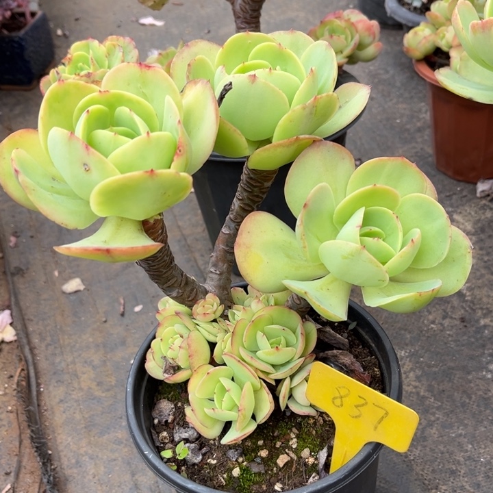 余***生鸡蛋碧桃多肉植物837