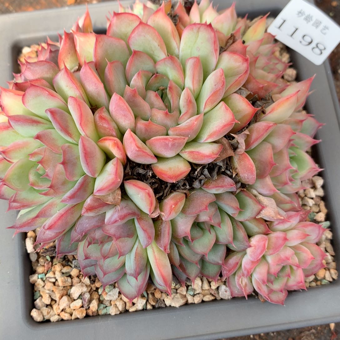 1198新年快乐发发发