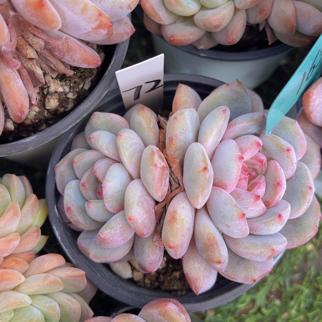 香玉的故事是一个人的故事吗