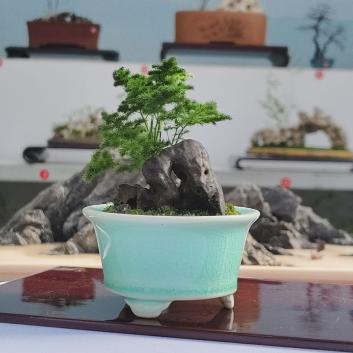 盆景，文竹，太湖石，