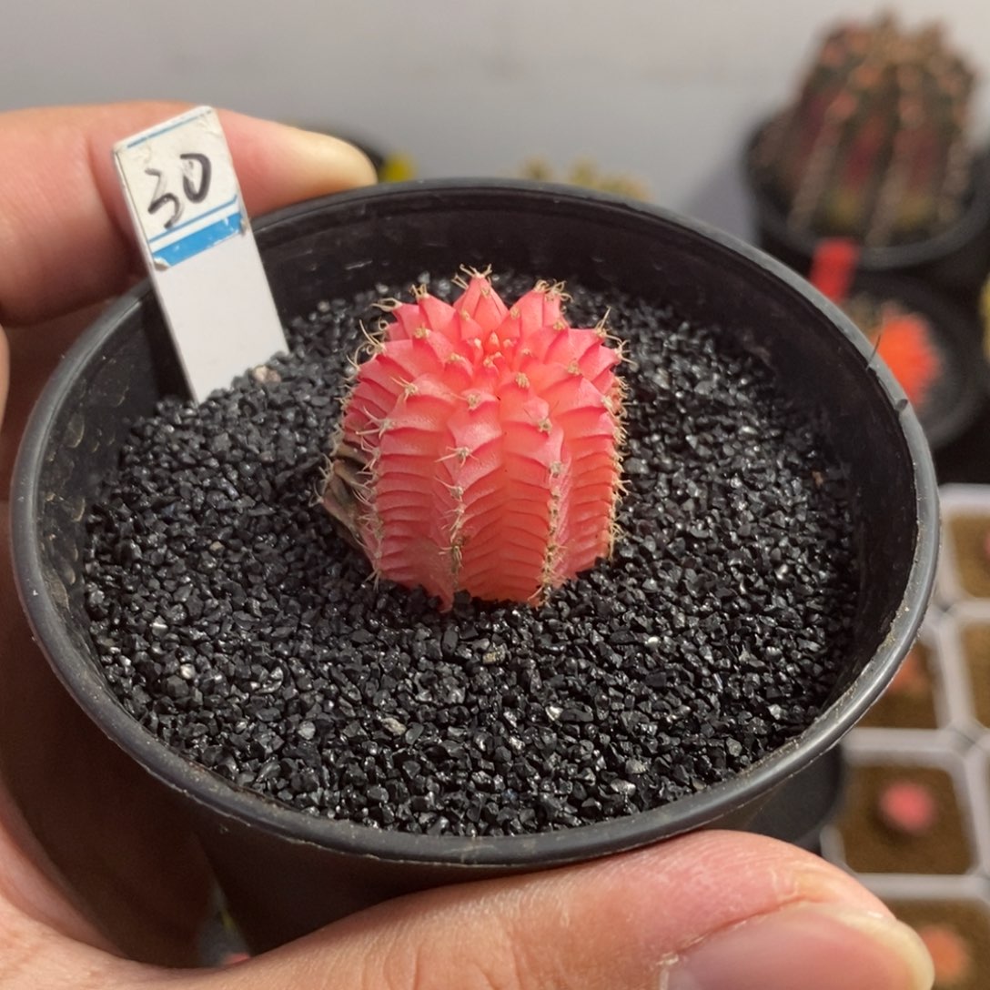 *****精品米哈—脱土带盆土