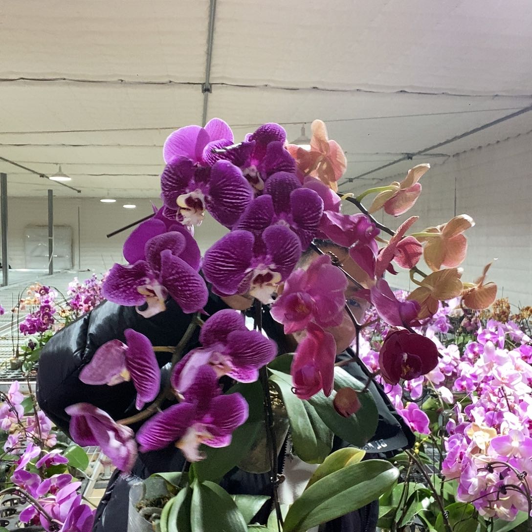 你***呀完全开放4颗瑕疵花组合不售后