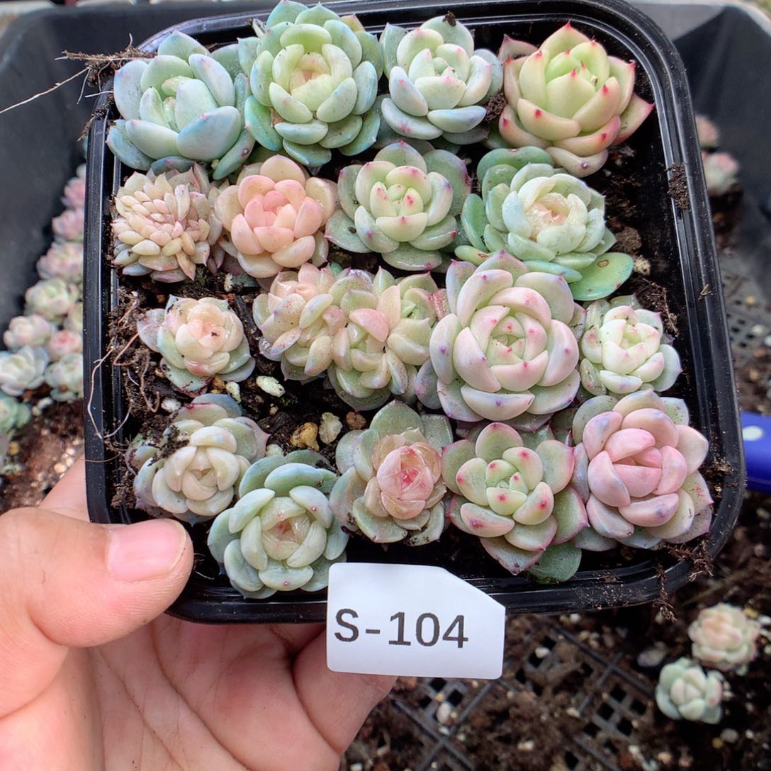 无花朵S104英语英语