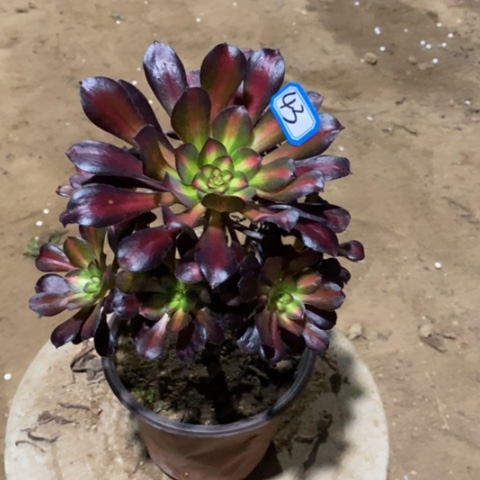 晚霞捧花一物一拍