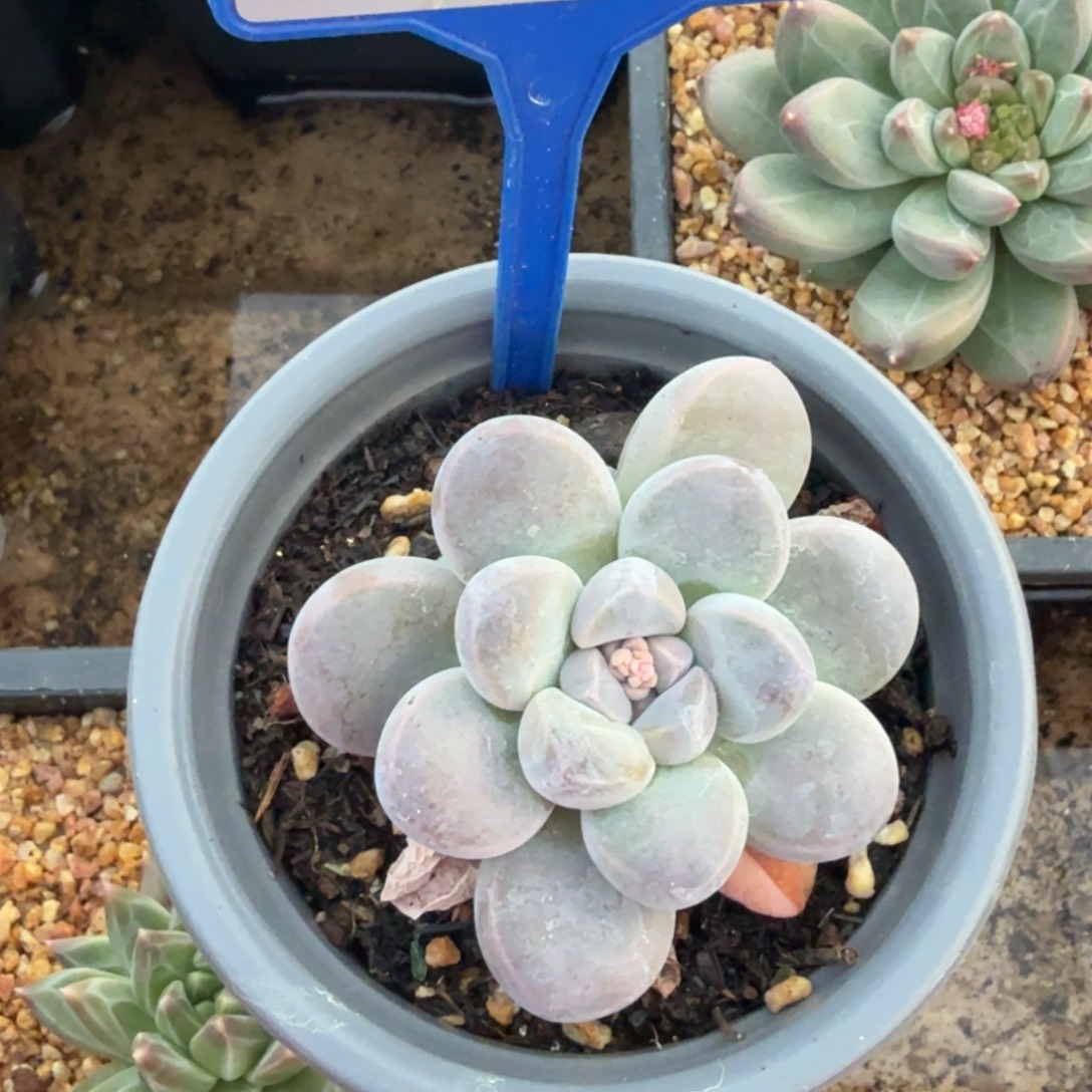 香芋一物一拍148.