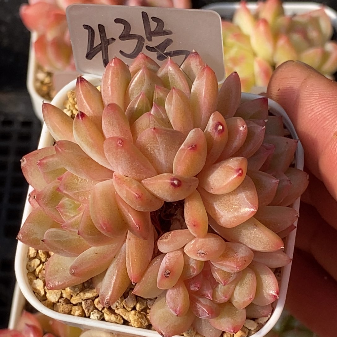 天官赐福百无禁忌