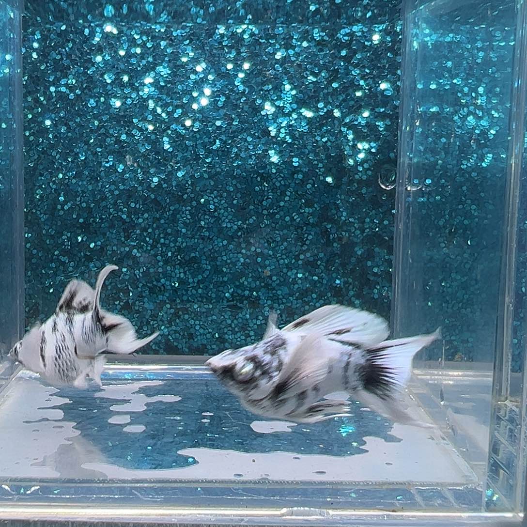 孔雀鱼水墨画玛丽一对0016