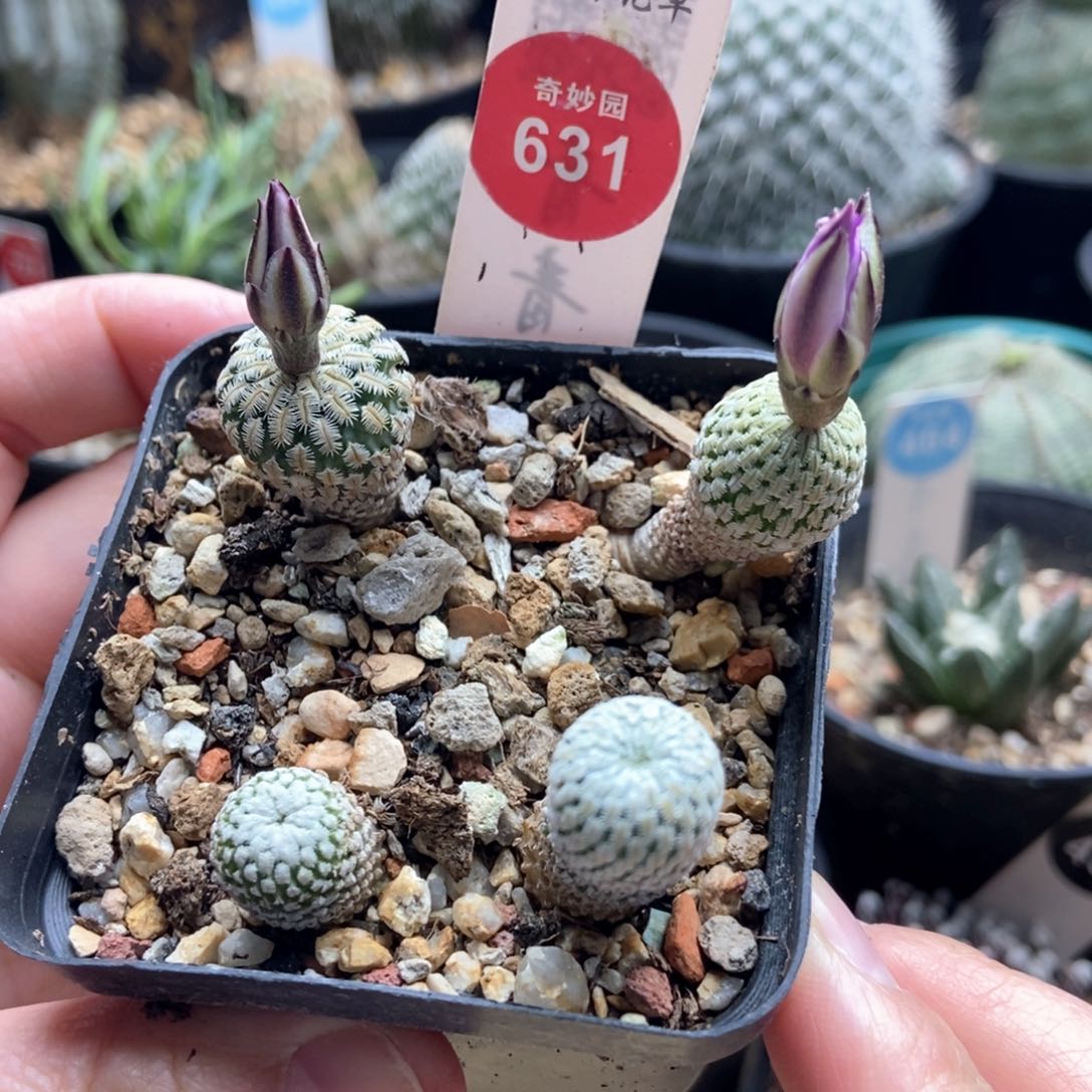 自根两颗精巧殿加实生两颗精巧殿