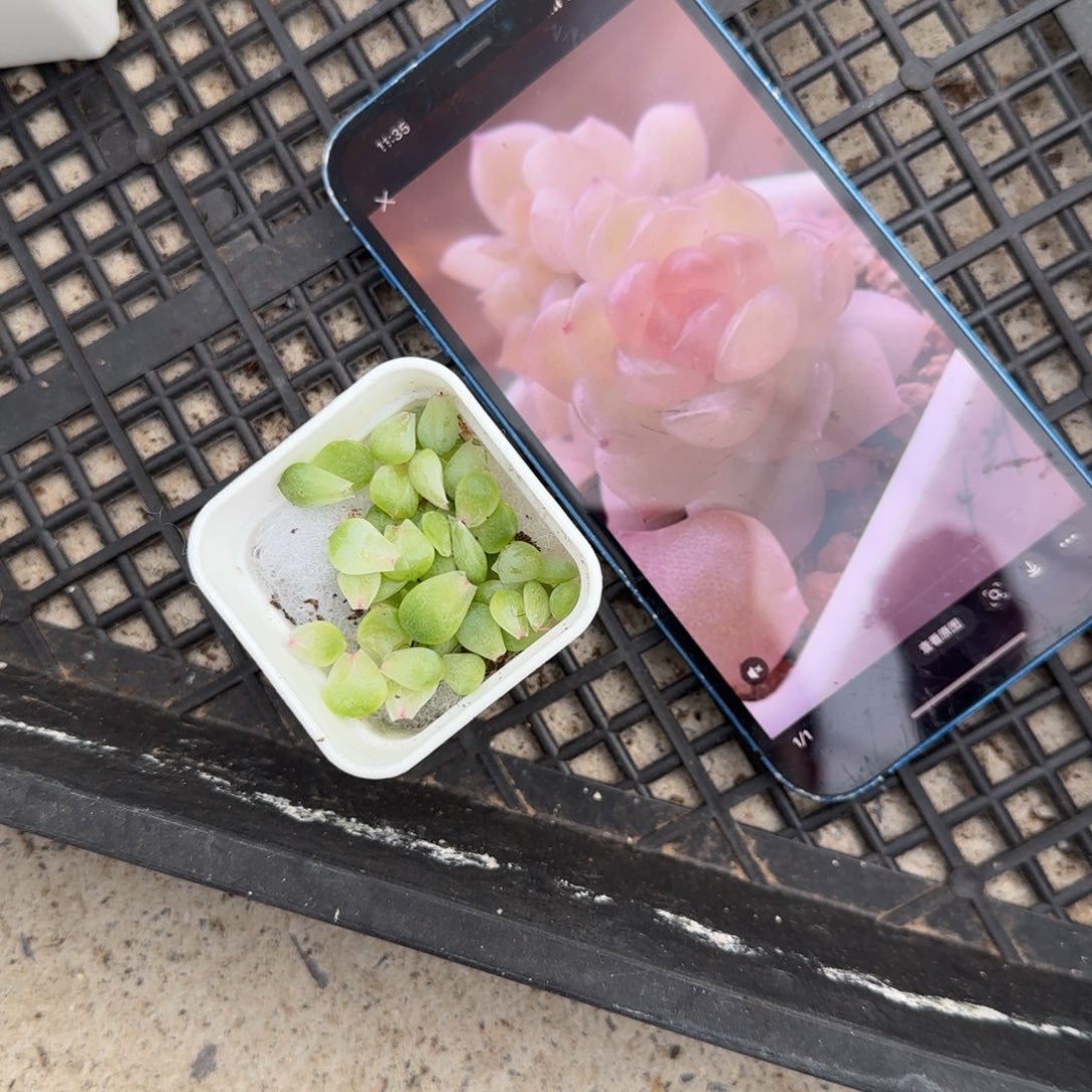 Xz9 叶子一个满25包邮