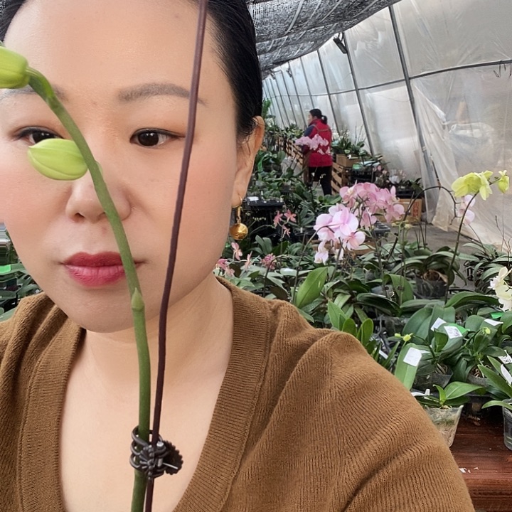 无花朵日光浴蝴蝶兰